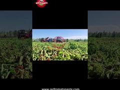 Production Process of Xinjiang Drum Tomato Paste: From Harvesting to Canning